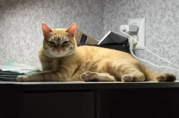 Пропал кот, улица Ломакина, Волгоград - рыжий, молодой, кличка Сима - photo