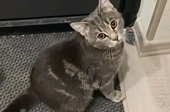 Пропал кот, Казачья улица, 4 к1, Южный - серый с буквой М на лбу - photo