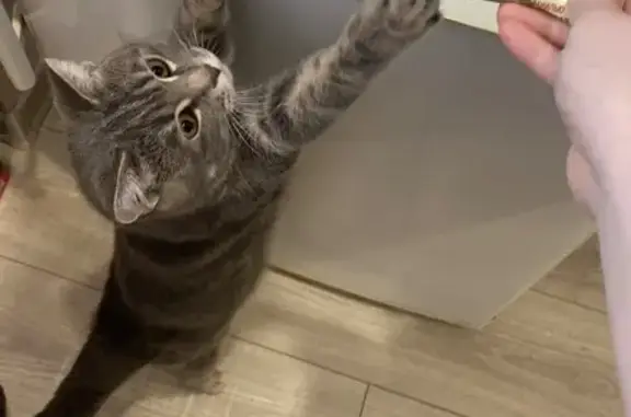 Пропал кот, Казачья улица, 4 к1, Южный - серый с буквой М на лбу - photo