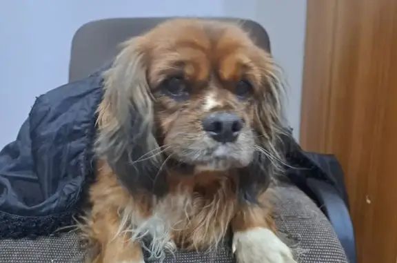 Найдена собака, Тольятти, фото: Найдена собака, женская, Юбилейная улица, 37, Тольятти - ласковая, без ошейника