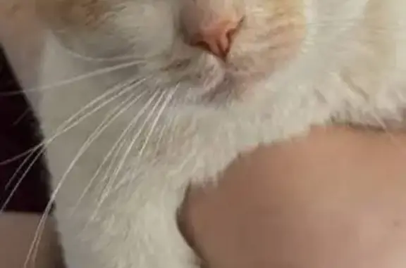 Пропал кот, Советская улица, 30, Славянск-на-Кубани - бело-рыжий, крупный - photo