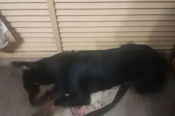 Найдена собака, Казань, фото: Найдена собака, улица Зур Урам, Казань - метис терьера, молодая и ласковая