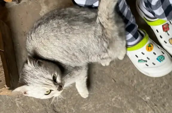 Найдена кошка, Бердск, фото: Найдена кошка, улица Герцена, 23, Бердск - бело-серая с чёрным носиком