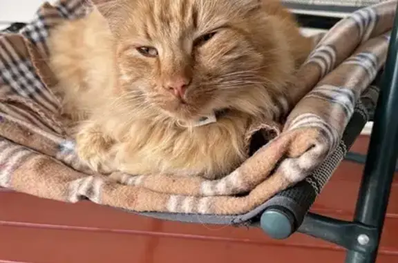 Пропал кот, улица Новая Слобода, 1, Речицы - рыжий взрослый с ошейником от блох - photo