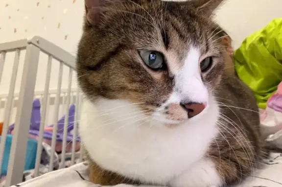 Кошки потеряшки, Гирвасское, фото: Потеряшка кошка, Карелия, Гирвасское - на носике розовое пятнышко