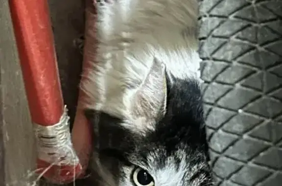 Найдена кошка, Киров, фото: Найдена кошка, Успенская улица, 51, Киров - очень ласковая и ручная