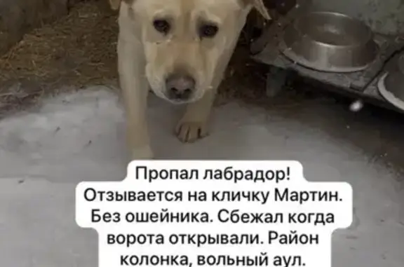 Пропал лабрадор, улица Хужокова, Нальчик - отзывается на кличку Мартин - photo