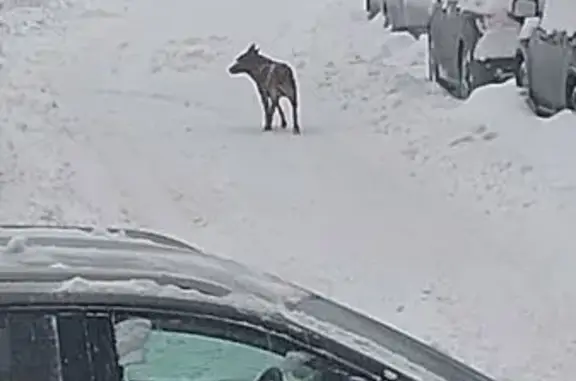 Найденные животные Видное, фото: Найдена собака, проспект Ленинского Комсомола, Видное - коричневый, без ошейника