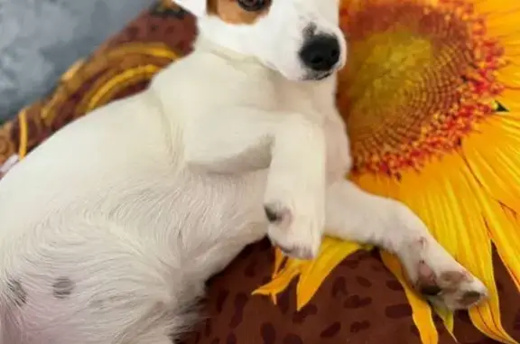 Пропала собака, Набережные Челны, Татарстан - photo