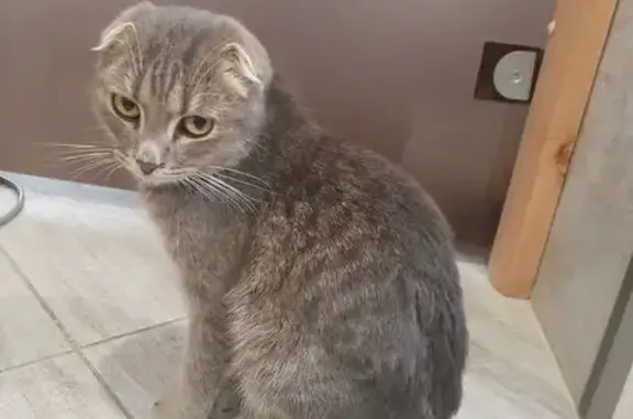 Найденные животные Михайловка, фото: Найден кот, Коммунистическая улица, Михайловка - серебристый окрас табби