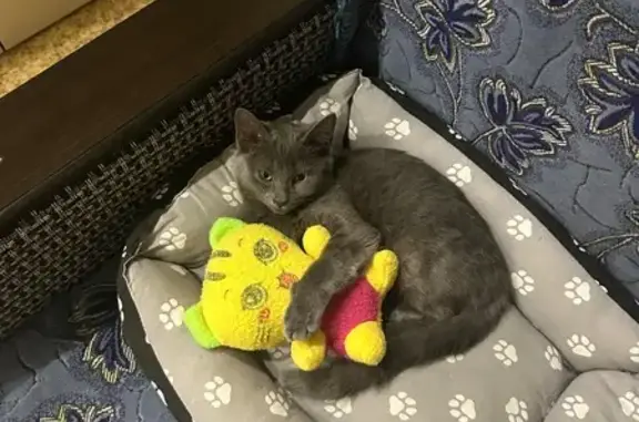 Пропала кошка, бульвар Победы, 38, Воронеж - серая, худенькая - photo