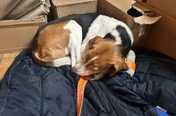 Найдена собака, Химки, фото: Найден собака, Лобненское шоссе (дублёр), Химки - похож на бигля с рыжим ошейником