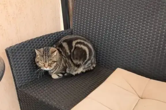 Найдена кошка, Подстёпки, фото: Найдена кошка, мужской, Советская улица, 136, Подстёпки - породистый шотландец