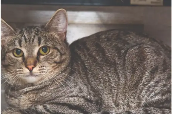 Пропал кот, улица 60 лет Октября, 11, Белгород - толстенький и ласковый - photo