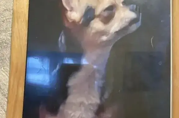 Потерянные животные Воронеж, фото: Пропал собака, улица Туполева, 3В, Воронеж - окрас как у овчарки