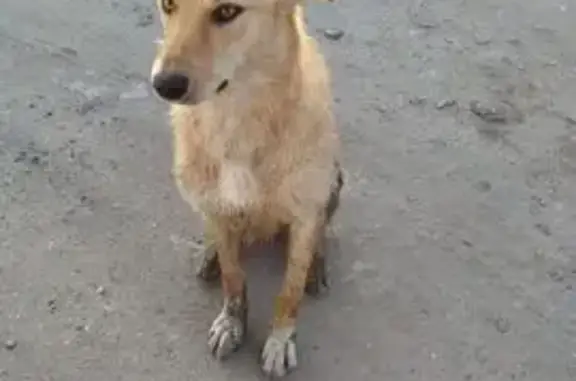 Собаки потеряшки, Омск, фото: Потеряшка собака, мужской, 1-я улица Красной Звезды, 51, Омск - рыжий с белыми лапками