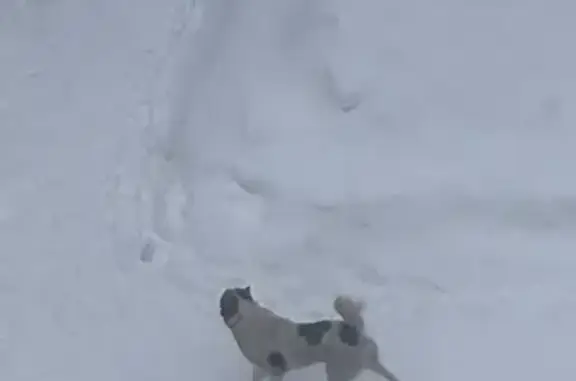 Найдена собака, Москва, фото: Найдена собака, улица Миклухо-Маклая, Москва - белая с черными пятнами и рыжая