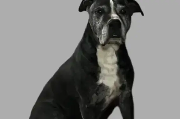 Пропал собака, 3-й Доступный переулок, 19Б, Ростов-на-Дону - черный окрас с белой полосой - photo