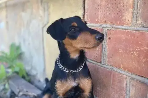 Пропал собака, улица Победы, 9, Черлак - на шее серебренный цепь - photo