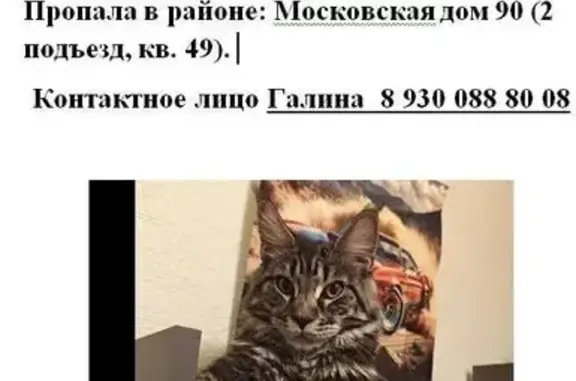 Пропала кошка, Московская улица, 90, Краснодар - пугливая, не стерилизована - photo