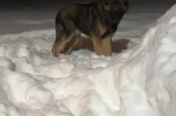 Найдена собака, Раменский, фото: Найден собака, Московская область, Раменский - ухоженный кобелек