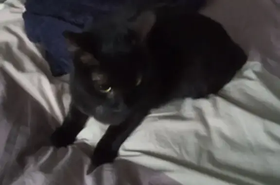 Найденные животные Москва, фото: Найдена кошка, Востряковский проезд, 25 к1, Москва - гладкошерстная чёрная