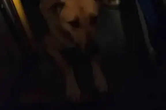 Найдена собака, Калининград, фото: Найден собака, Книжная улица, Калининград - пес молодой, поджимает переднюю лапу