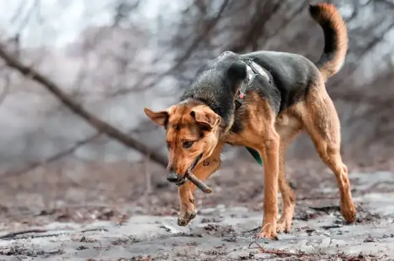 Пропал собака, 3, Семенково - камуфляжная шлейка - photo
