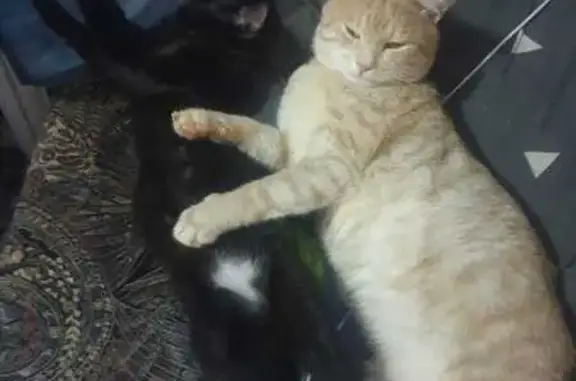 Пропал кот, улица 20 Января, 24, Можайск - светло-персиковый с янтарными глазами - photo