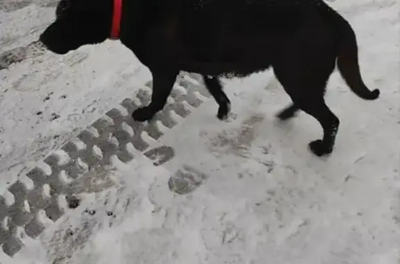 Найдена собака, Тула, фото: Найдена собака, улица Щегловская Засека, Тула - девочка похожа на шар-пея