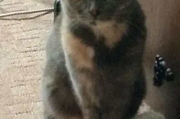 Пропала кошка, улица Орджоникидзе, 11, Балашиха - photo