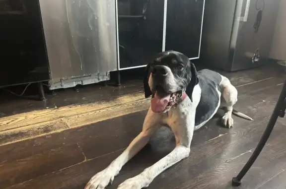 Пропал собака, мужской, проспект 40-летия Победы, Ростов-на-Дону - photo