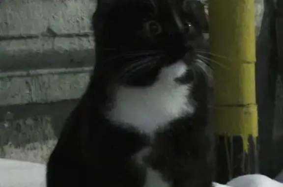 Найдена кошка, Сергиев Посад, фото: Найден кот, проспект Красной Армии, 1, Сергиев Посад - чёрный с белыми лапками