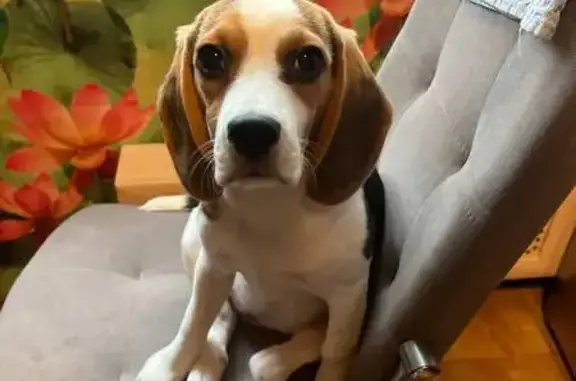 Потерянные животные Москва, фото: Пропала собака, женский пол, Чертановская улица, Москва