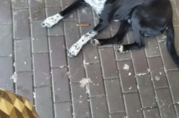 Найдена собака, Ростов-на-Дону, фото: Найдена собака, улица Ерёменко, Ростов-на-Дону - чёрная с белой 