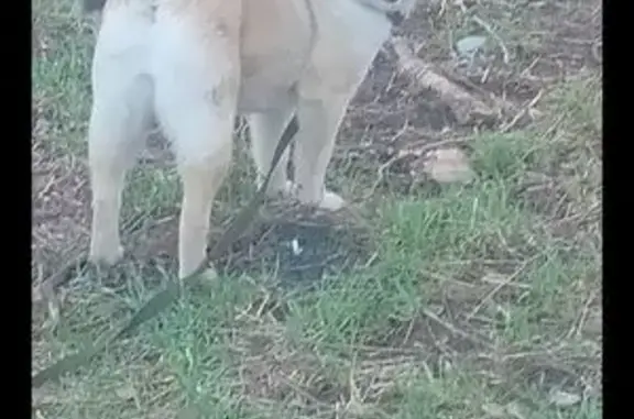 Собаки потеряшки, Березники, фото: Потеряшка собака, улица Карла Маркса, 86, Березники - серый окрас, пушистый хвост