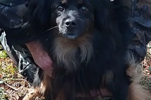 Пропал собака, Цветной бульвар, городской округ Югорск - черный окрас, рыжая грудь и ноги - photo