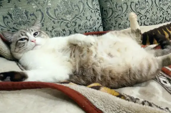 Пропал кот, улица Котельникова, 35, Богородск - очень добрый и большой - photo