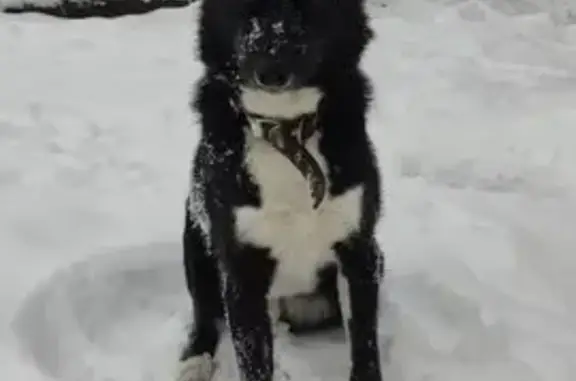 Найдена собака, Нижний Новгород, фото: Найден собака, Кременчугская улица, 28, Нижний Новгород - чёрный с белыми пятнами