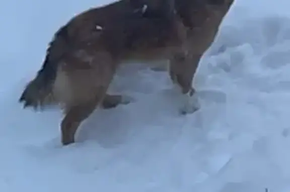 Найдена собака, Троица, фото: Найдена собака, 1-й улица Проулок, 23, Троица - похожа на карельскую финскую лайку