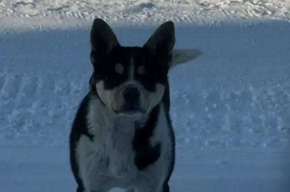 Найдена собака, Иркутск, фото: Найден пёс, Плишкинский тракт СНТ Родник, Иркутск - трясется и контактный