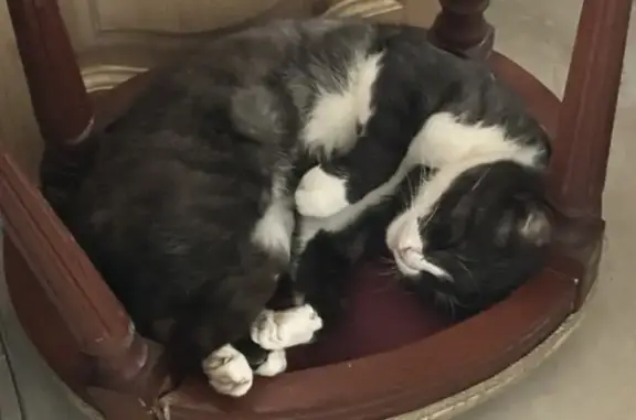 Пропал кот, улица Чайковского, 55, Брянск - чёрный с белыми лапками и белым воротничком - photo