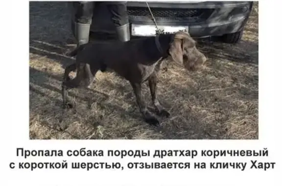 Пропала собака, улица Климова, 50, Ногинск - photo