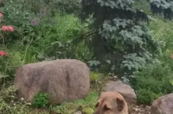 Потерянные животные Жабкино, фото: Пропала собака, девочка, Жабкино, Московская область - алабай, 1,5 года