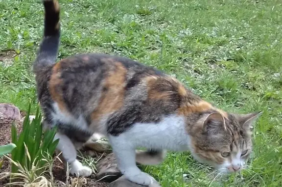 Пропала кошка, Кирилловка, Московская область - трёхцветная, упитанная - photo