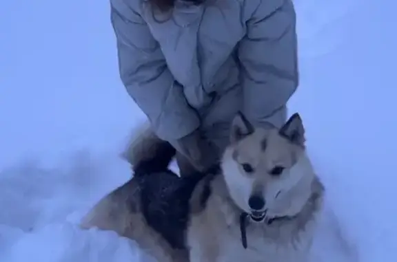 Найдена собака, Шаховская, фото: Найдена собака, девочка, 12А, Коптязино, Шаховская