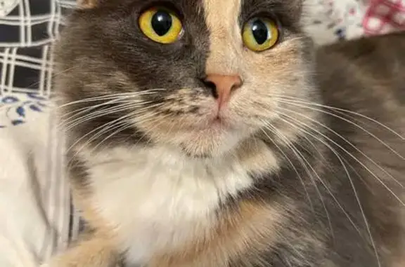 Пропала кошка, Тележная улица, Санкт-Петербург - photo