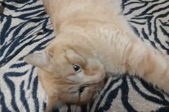 Кошка найдена в пос. Подольской МИС, МО - photo