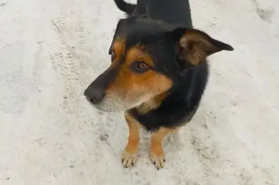 Найдена собака, Челябинск, фото: Найден собака, мужской, улица Художника Русакова, 2, Челябинск