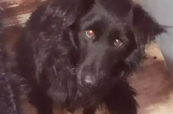 Пропал собака, 9-й Линейный переулок, Иваново - кудрявый, чёрный, без ошейника - photo